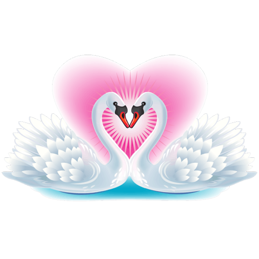 Romantic White Swan Bird In Pairs Love Animals