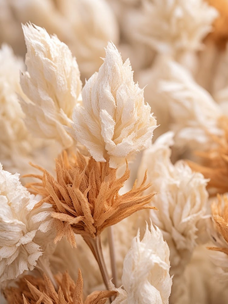 Boho Dried Flowers Celosia 4