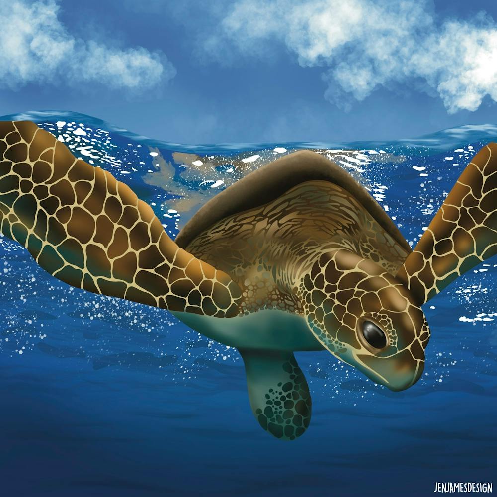 Sea Turtle