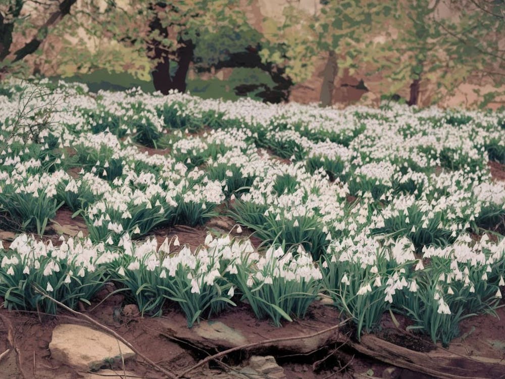 White Snowdrop Carpet - Winter Floral