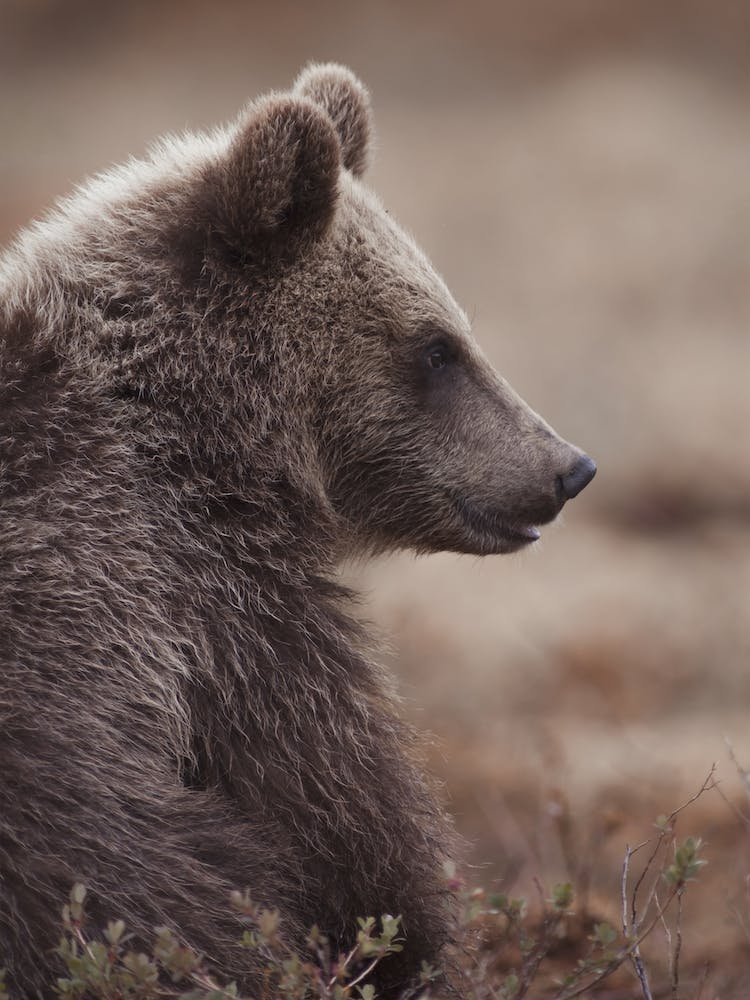 Baby Grizzly Bear