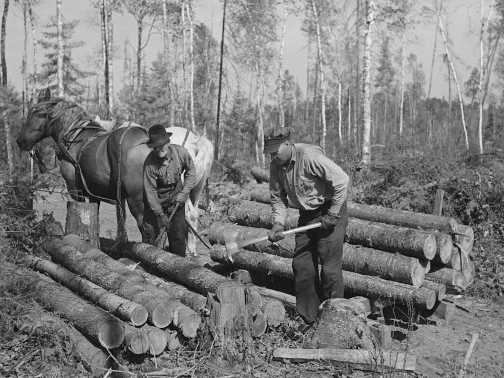 Piling Timber At Camp Near Effie, Minnesota By Russell Lee