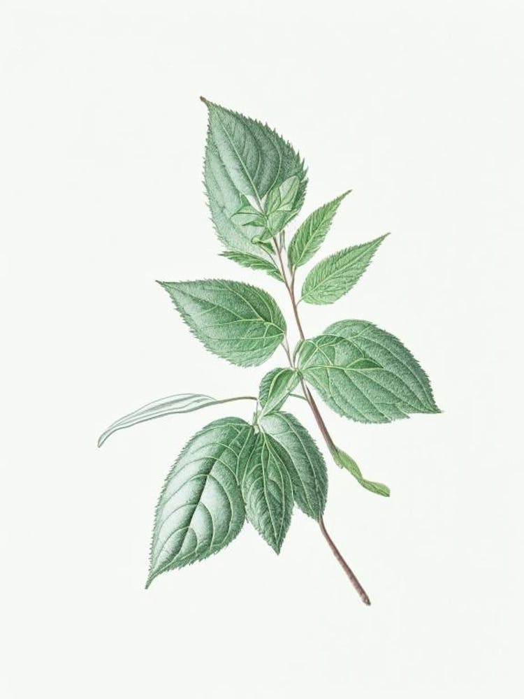 Mint Leaf Illustration 5