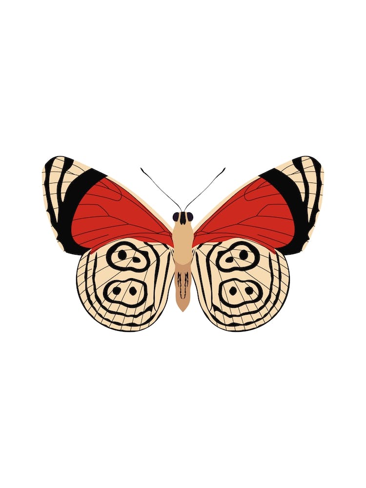 Tiger Moth