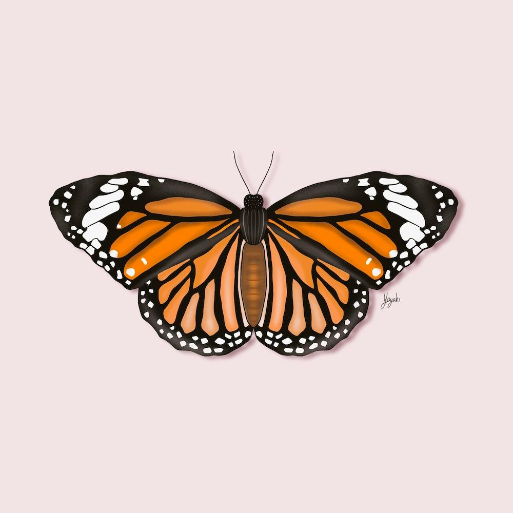 Monarch Butterfly