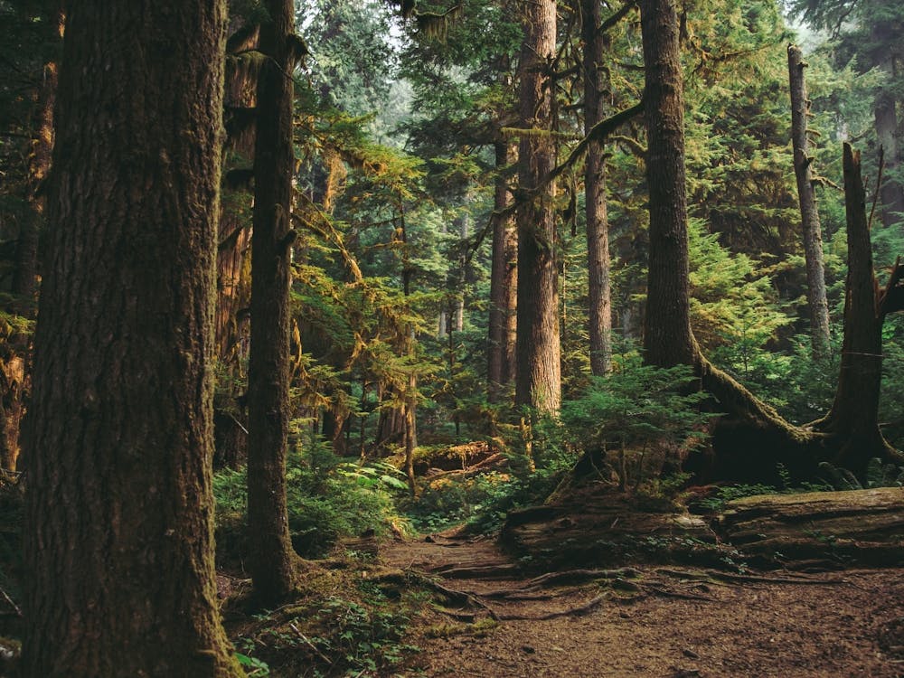 Woodland Landscape II