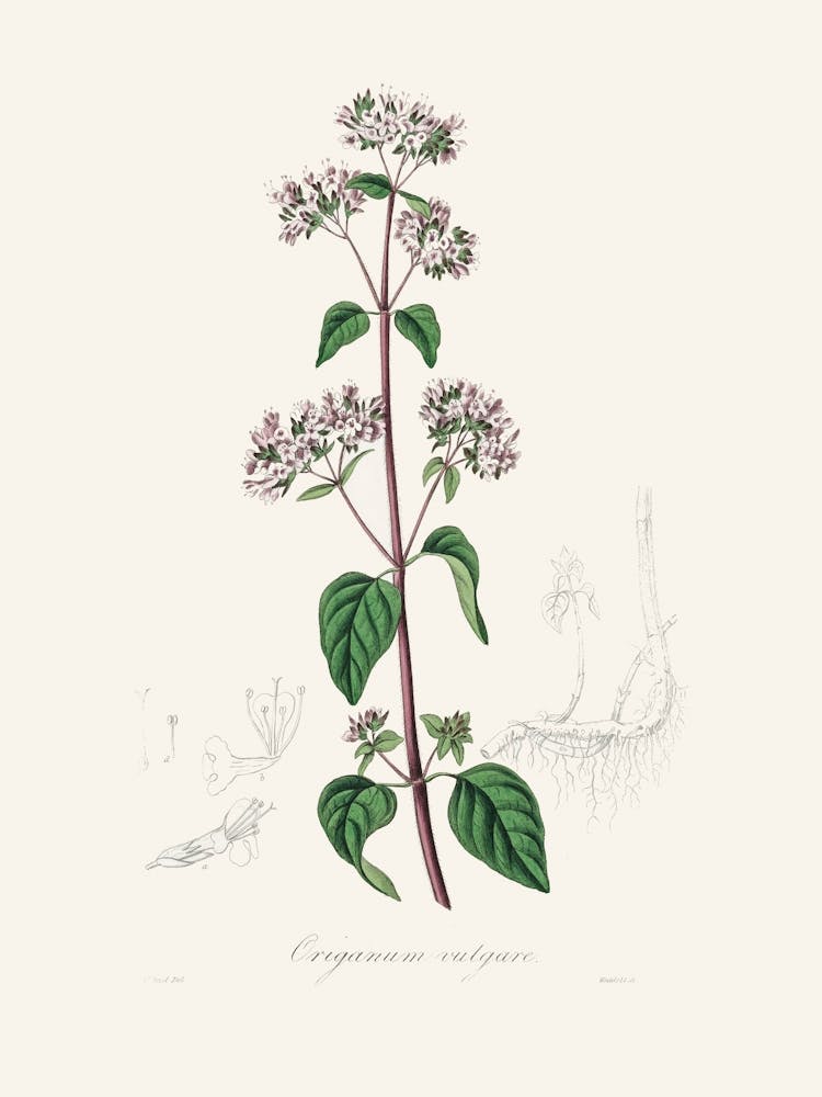 Vintage Botanical John Stephenson and James Morss Churchill_2731685