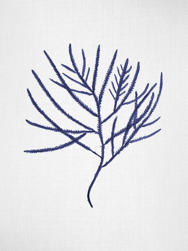 Seaweed 3