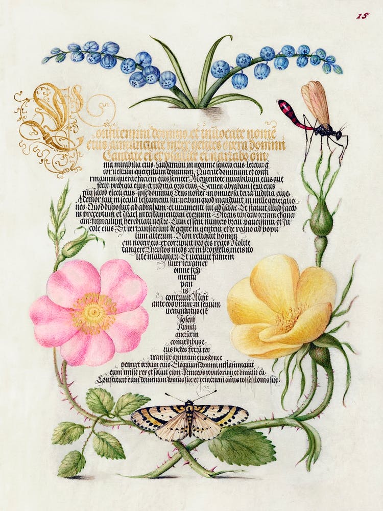 Grape Hyacinth, Wasplike Insect, Eglantine, Austrian Brier, And Magpie Moth From Mira Calligraphiae Monumenta, Joris Hoefnagel