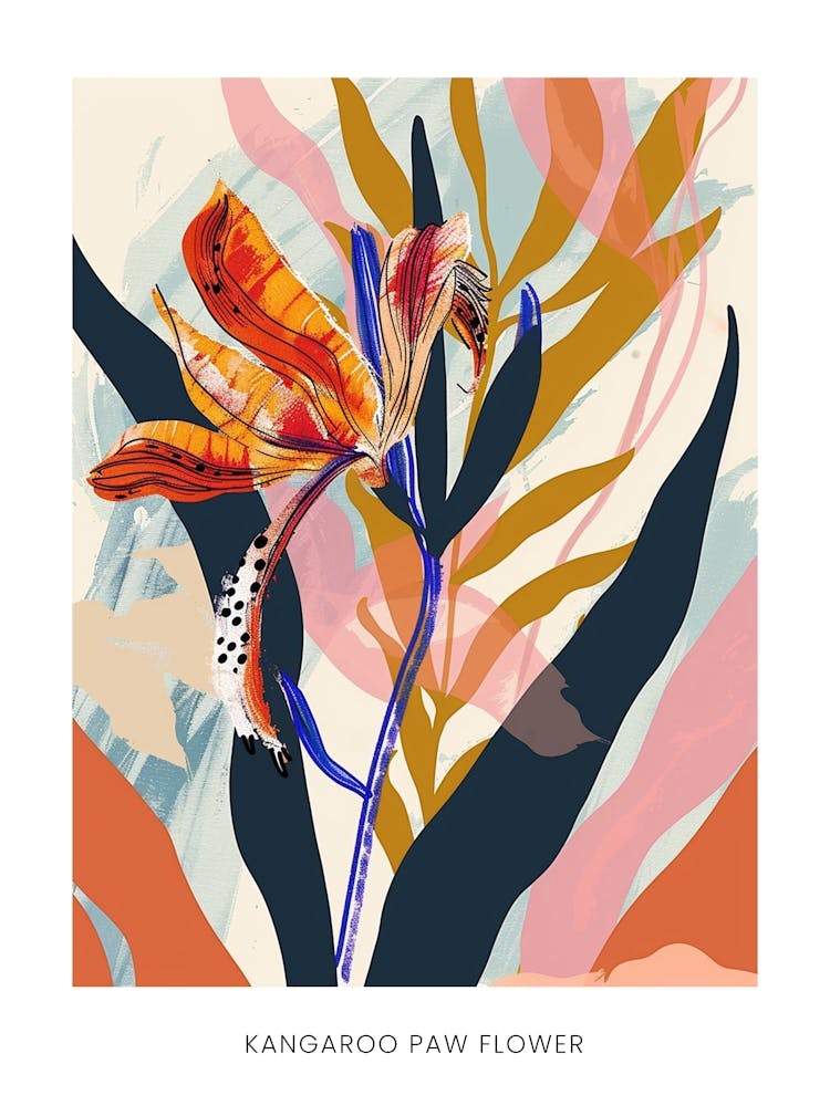 Buntes Blumen-Illustrationsposter Känguru-Pfotenblume 2