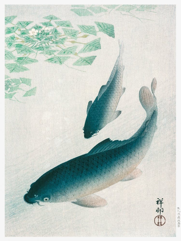 Carp Or Koi