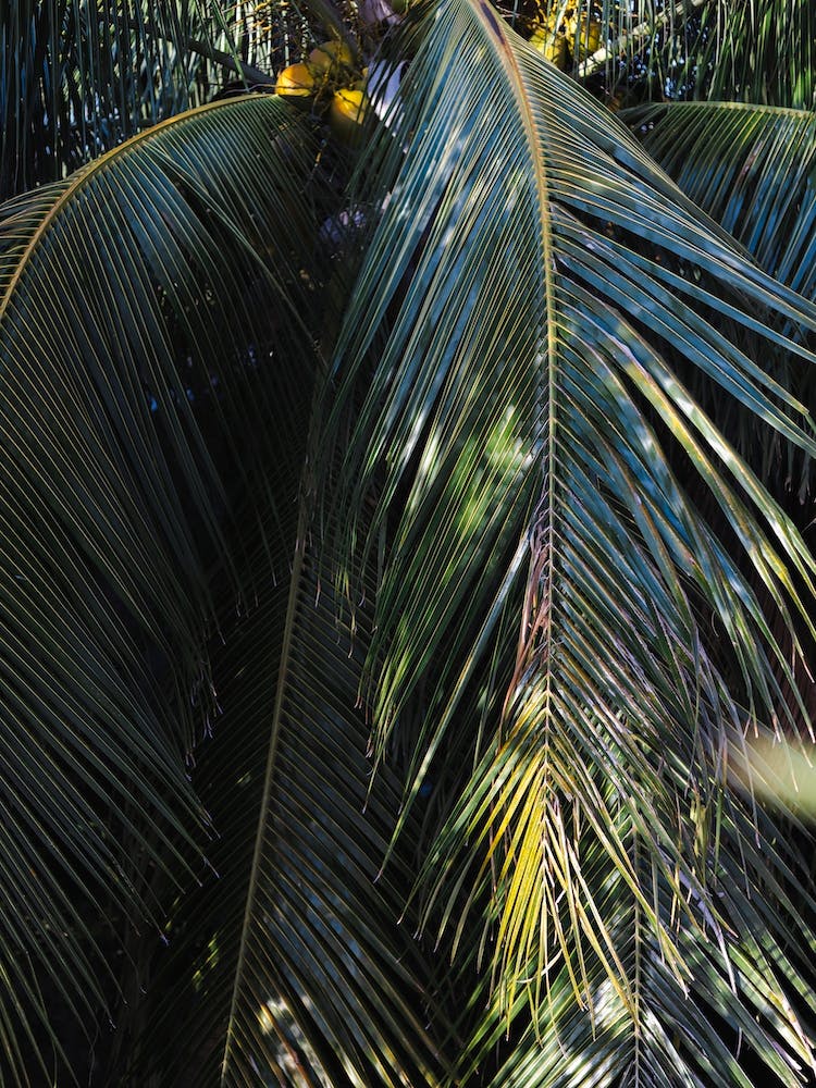 Green Palm Leaves