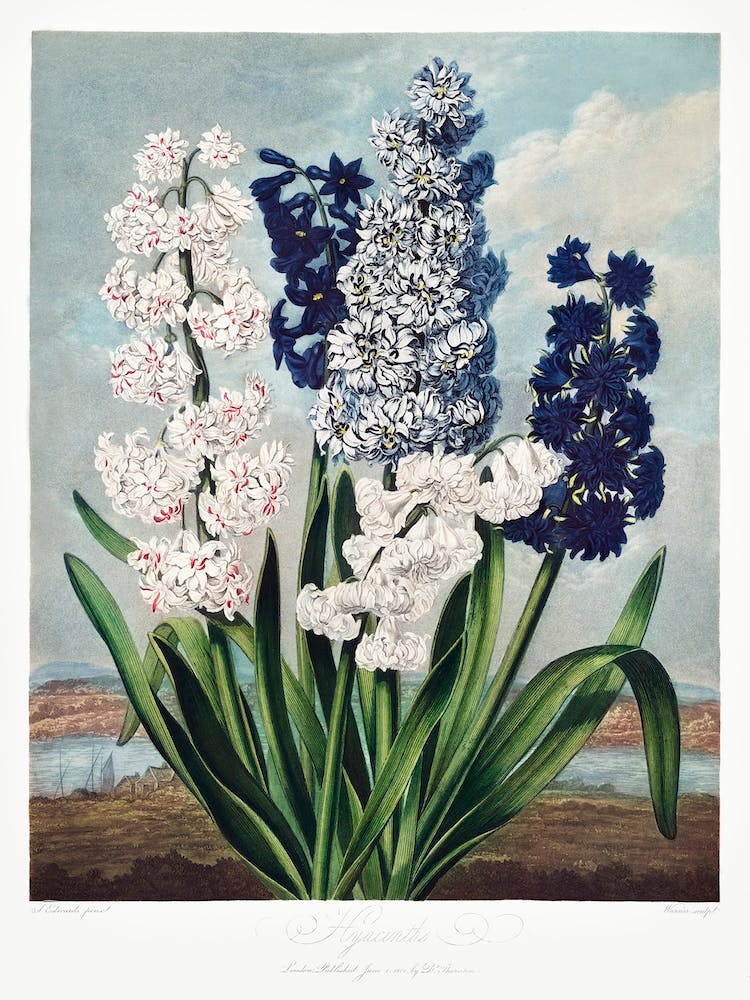 Hyacinths From The Temple Of Flora (1807), Robert John Thornton