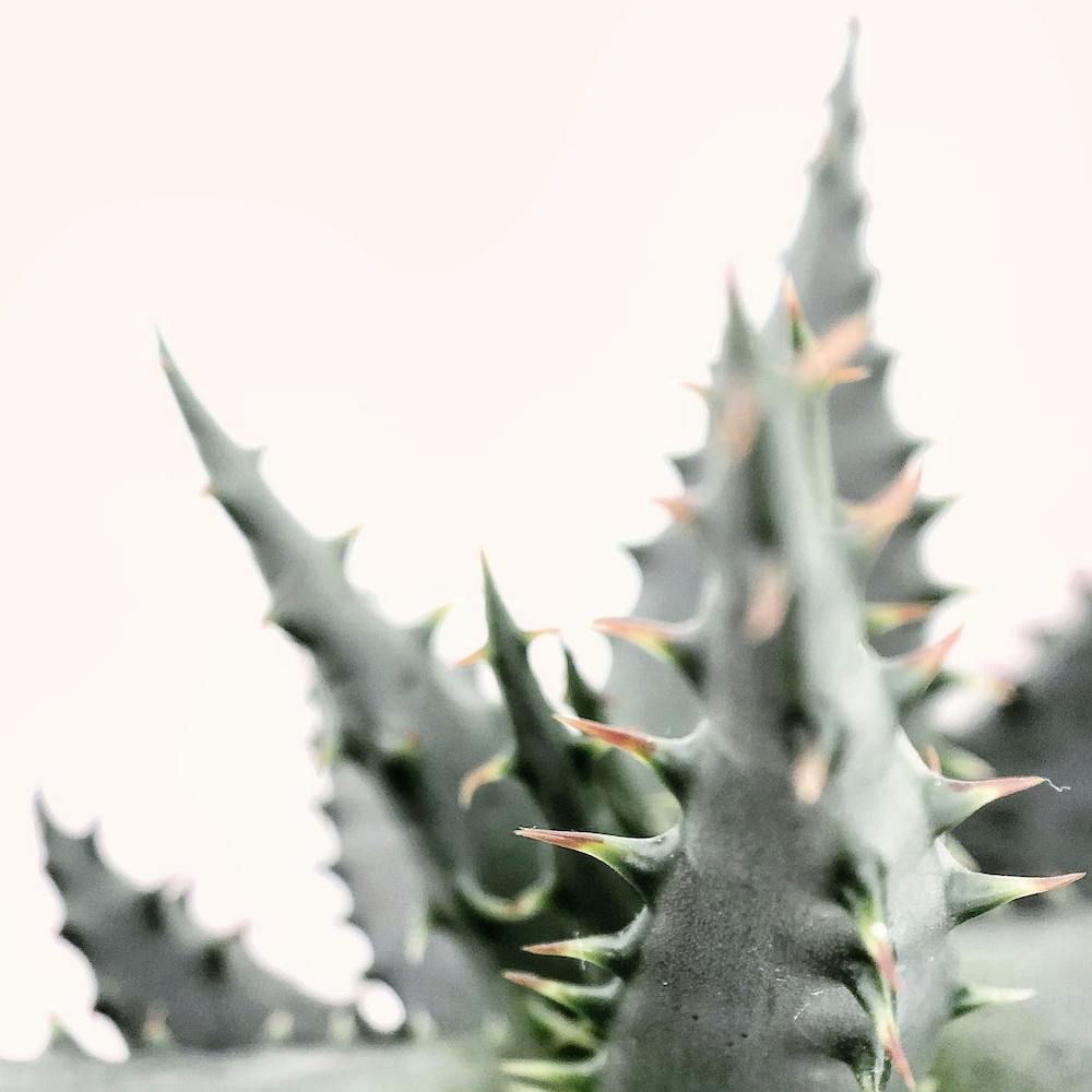 Succulent Plant Square