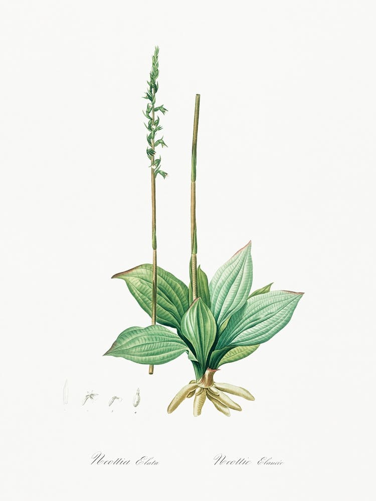 Neottia Elata, Pierre Joseph Redoute
