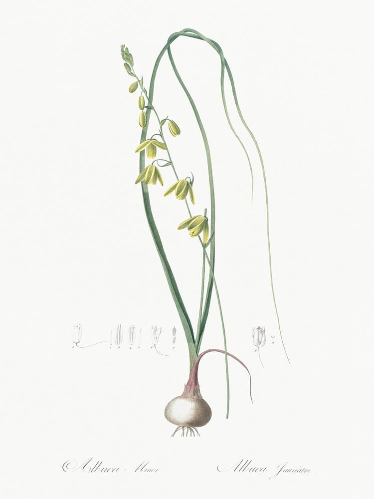 Albuca Illustration From Les Liliacées (1805), Pierre Joseph Redoute