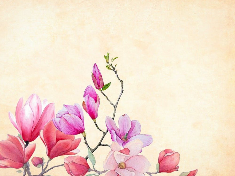 Magnolia Flowers Watercolor Painting