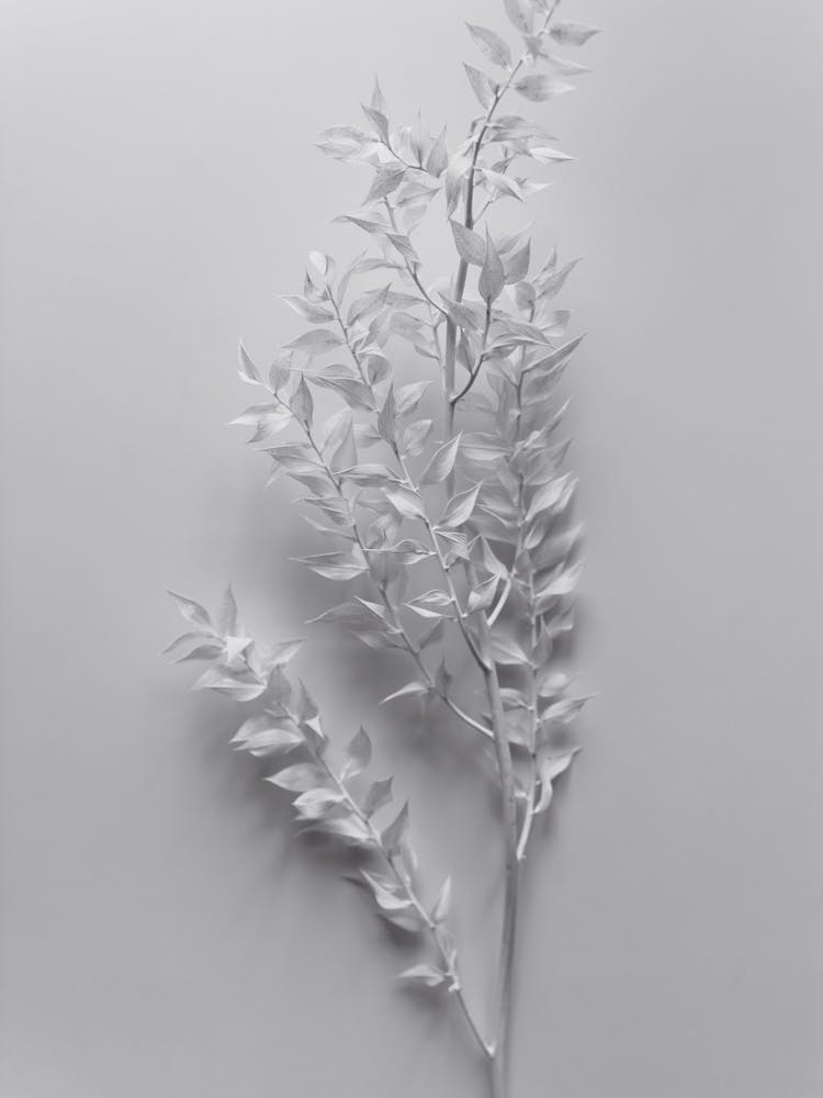 Minimal White Branch