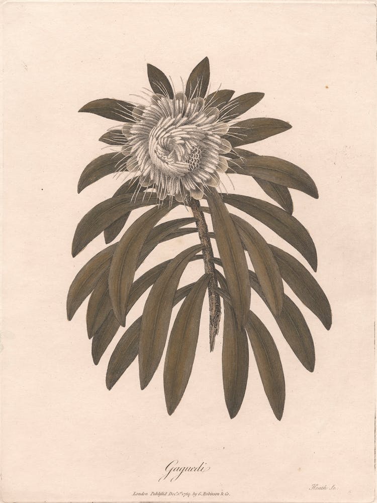 Gaguedi, James Heath