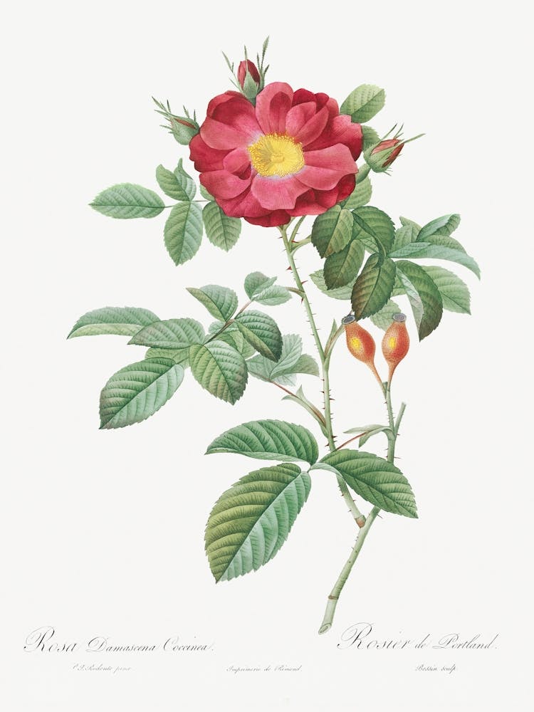 Red Portland Rose, Pierre Joseph Redoute