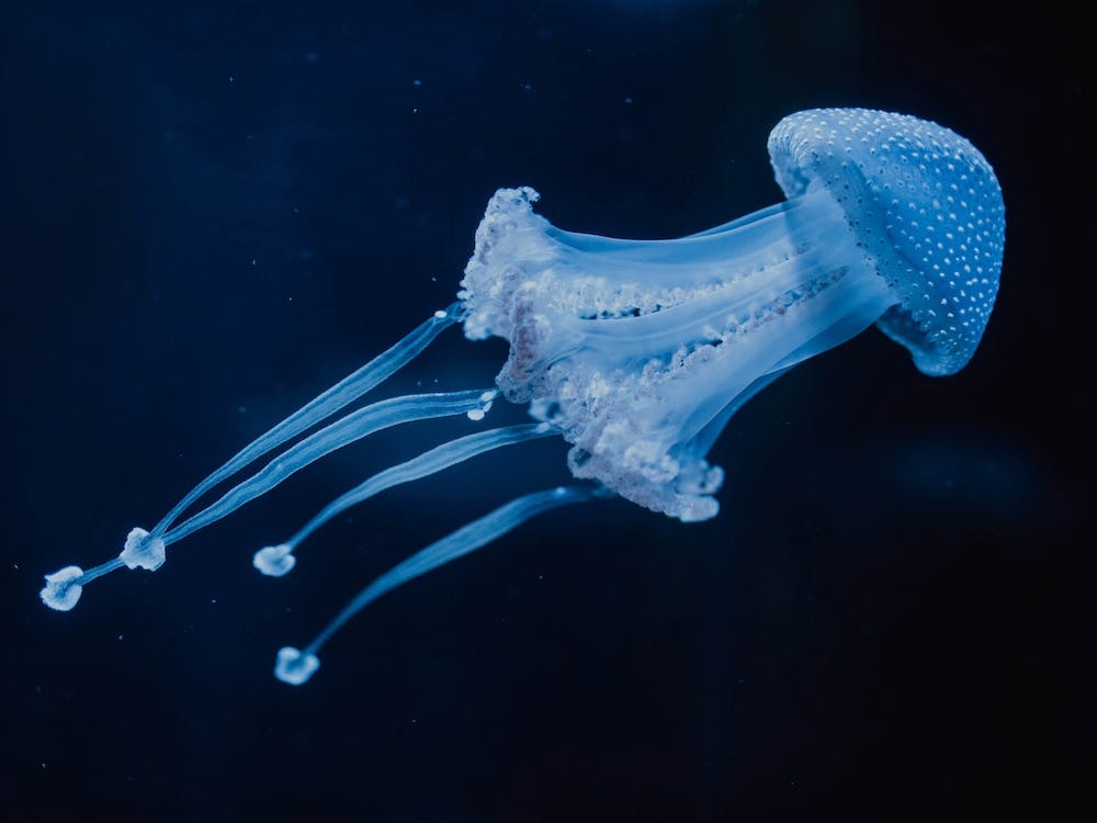 Life Could Be A Dream