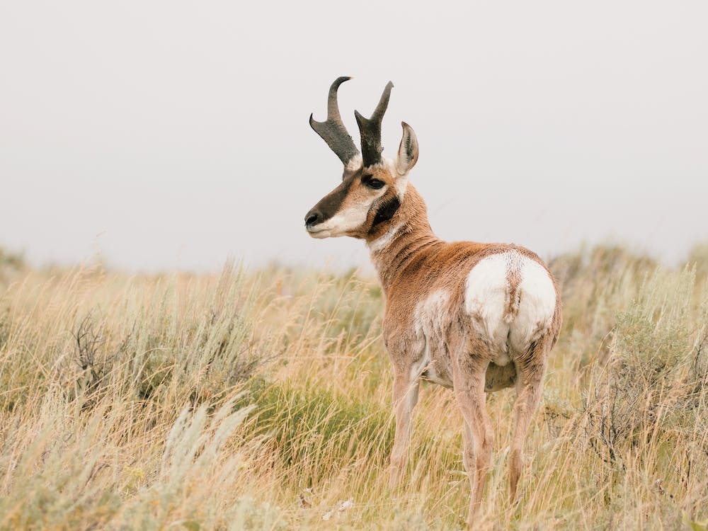 American Pronghorn