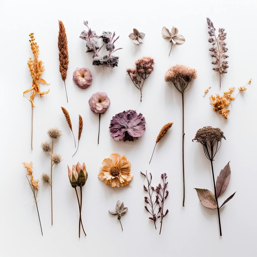 Fleurs Sauvages Séchées 8