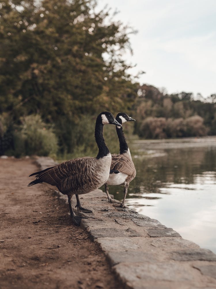 Pair Of Geese