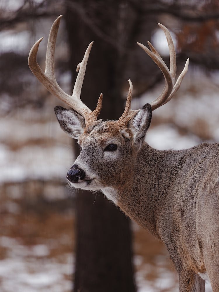 Winter Deer