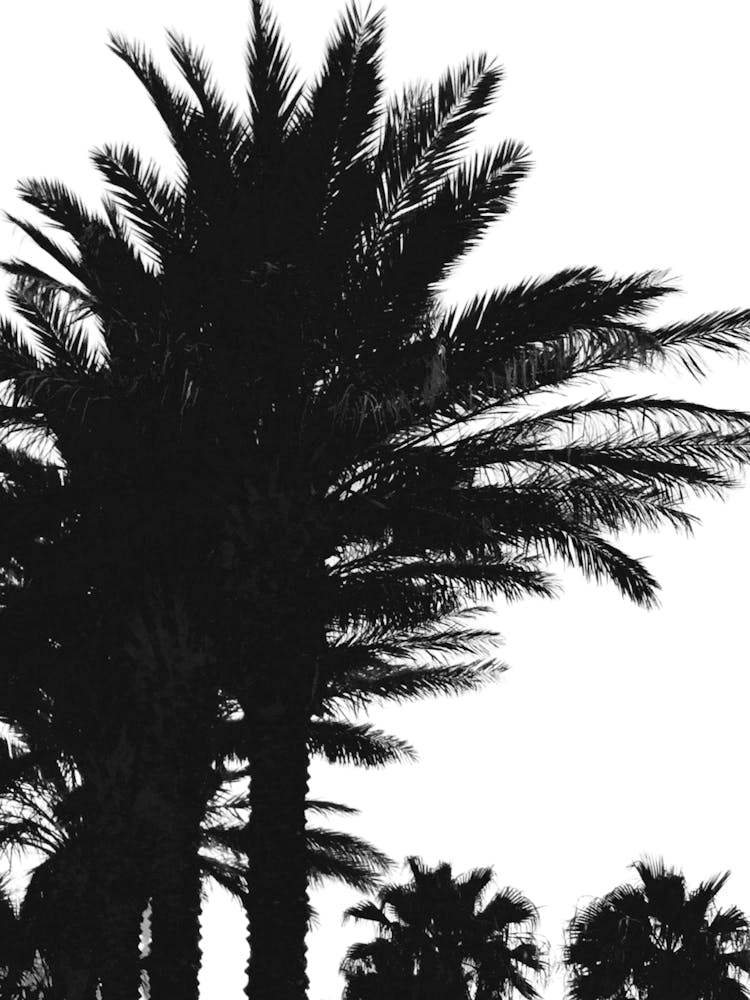 Silhouette de Palmiers