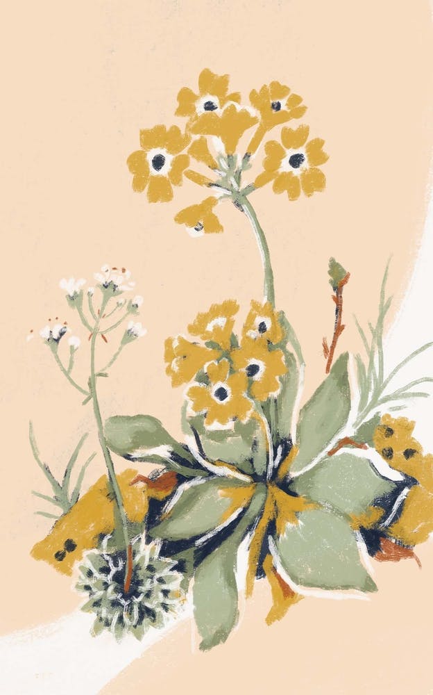 Alpine Flowers