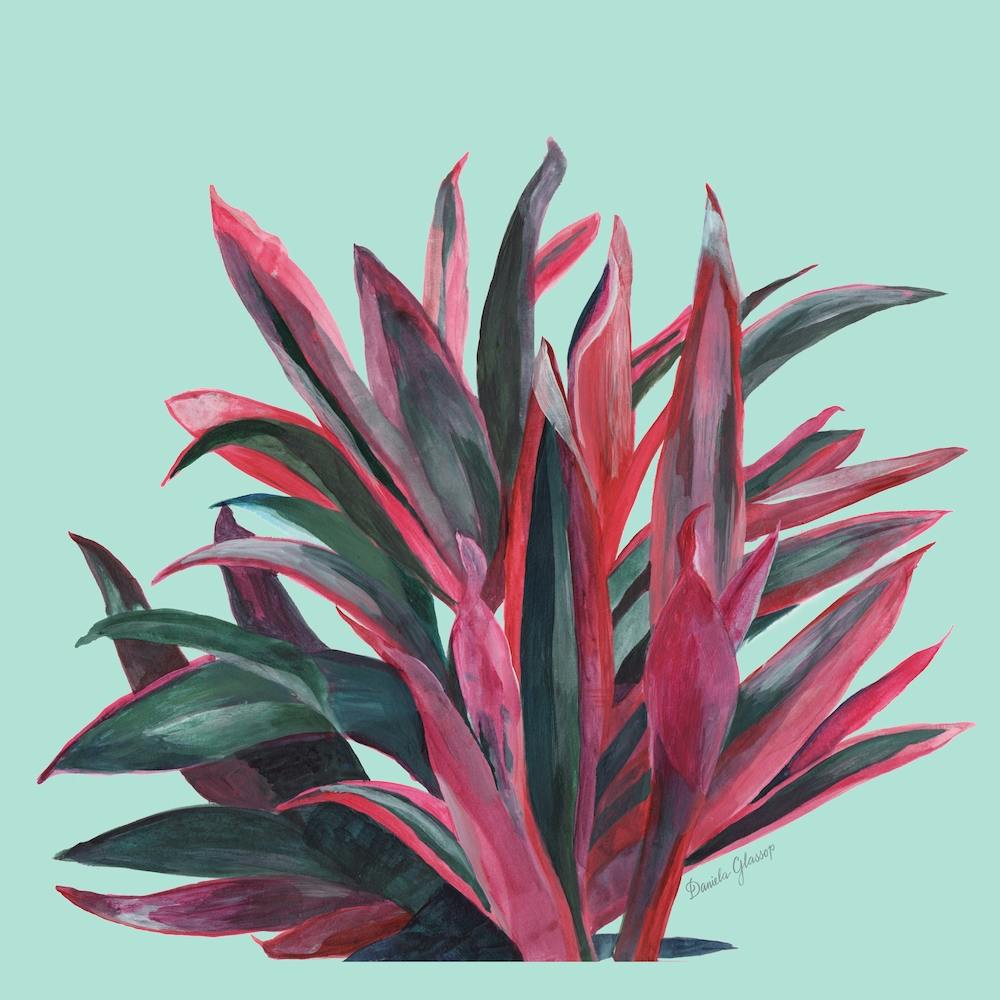 Cordyline Square