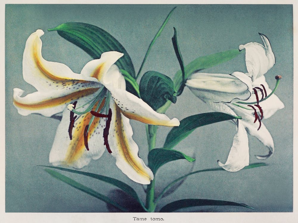 Lily, Hand Colored Collotype From Some Japanese Flowers (1897), Kazumasa Ogawa