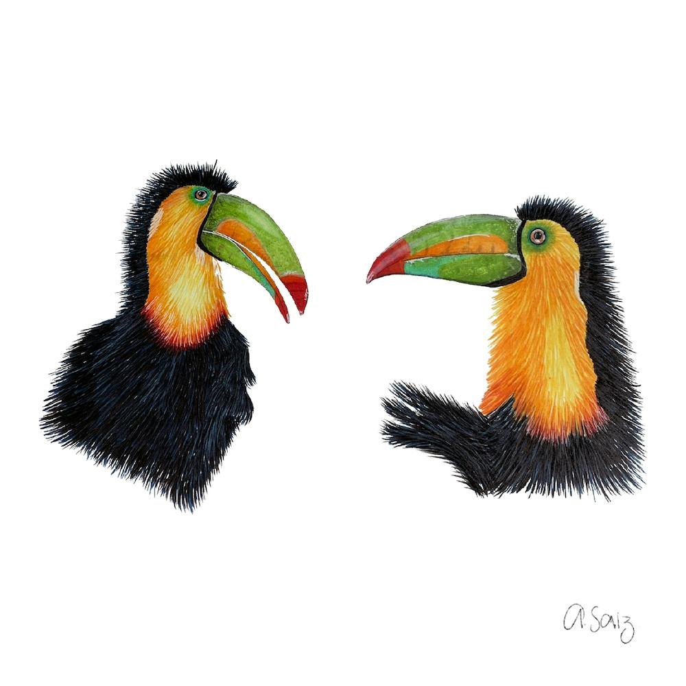 Toucans 2