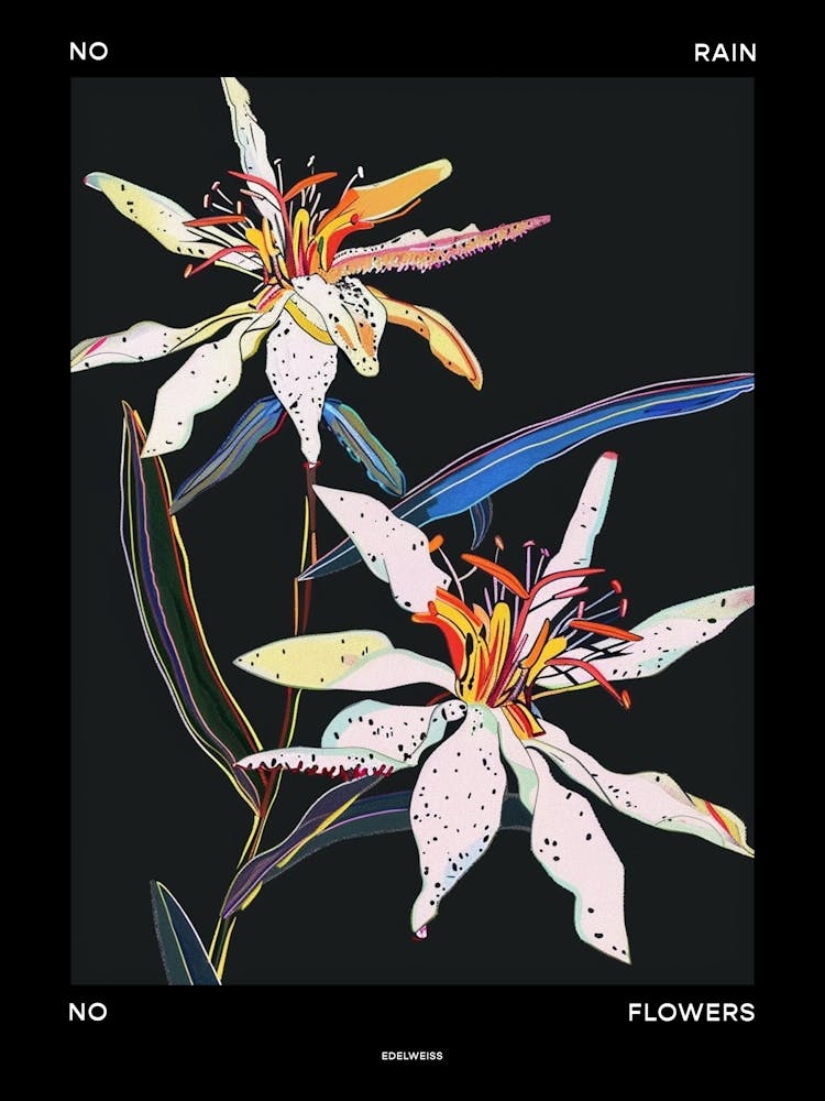 No Rain No Flowers Poster Edelweiss 1