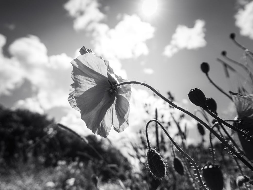 Black And White Poppy
