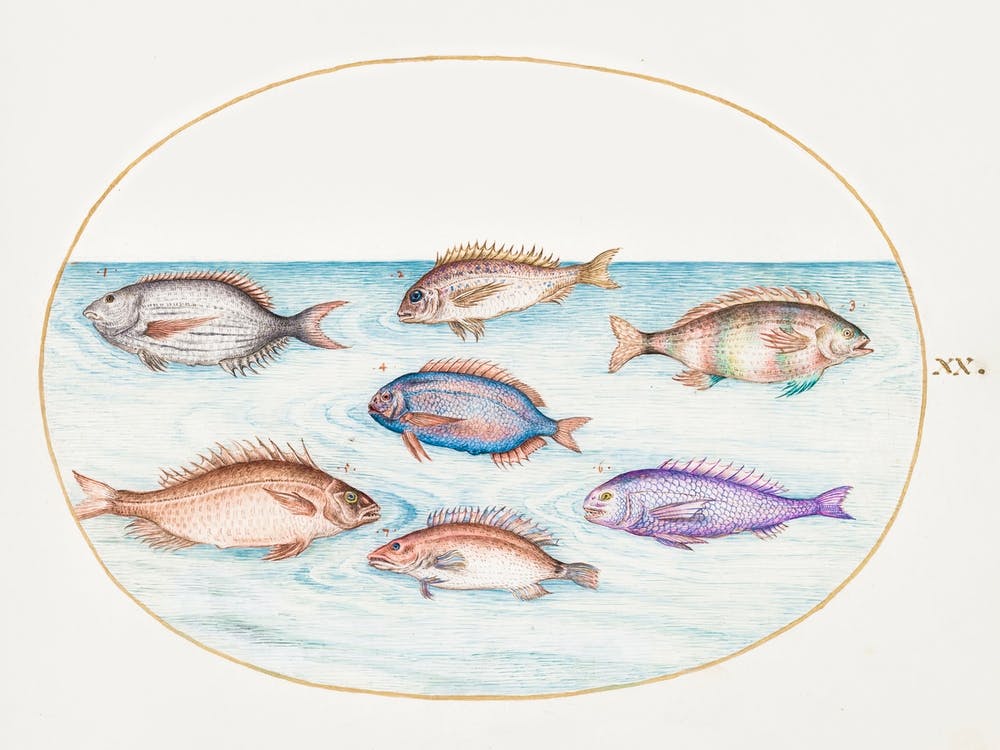 Sea Bream, Dentex, Sargo And Other Fish (1575–1580), Joris Hoefnagel