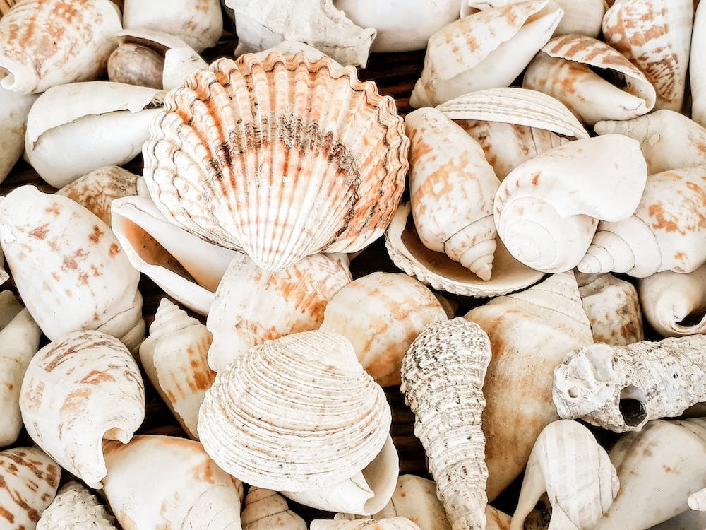Seashells