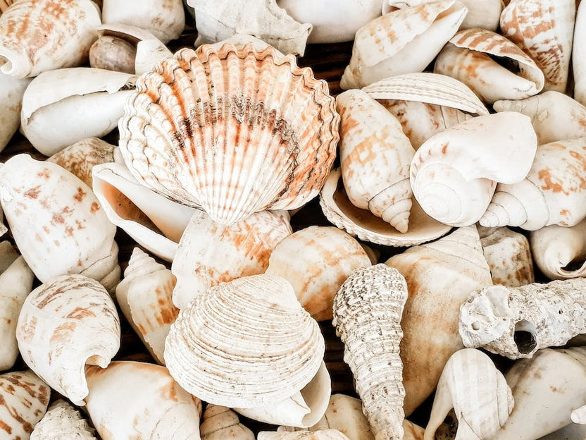 Seashells