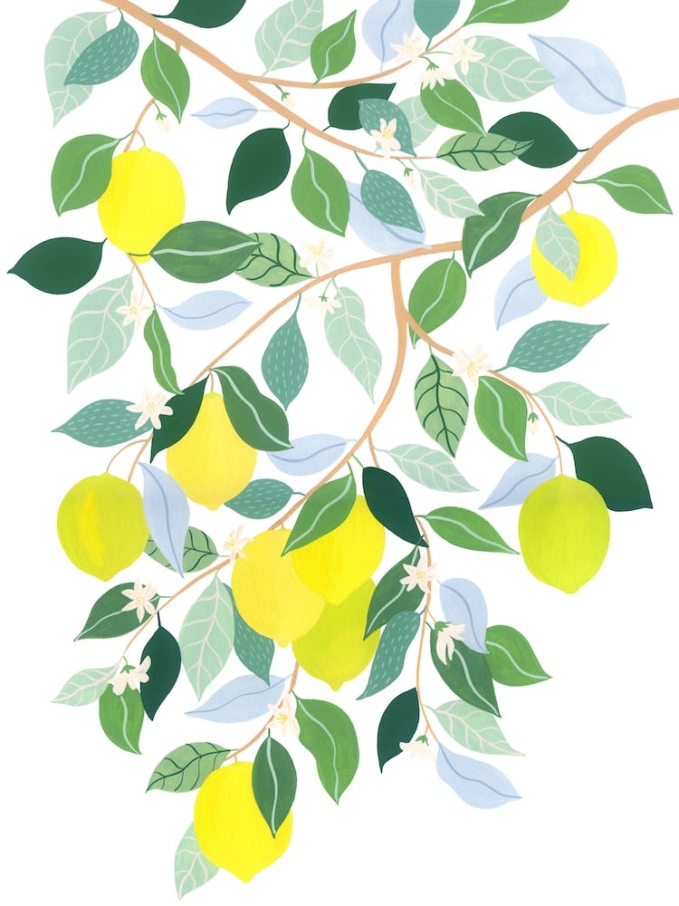 Mediterranean Plant Lemon Tree Botanical Painting