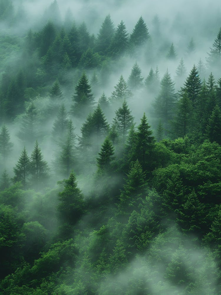 Misty Forest