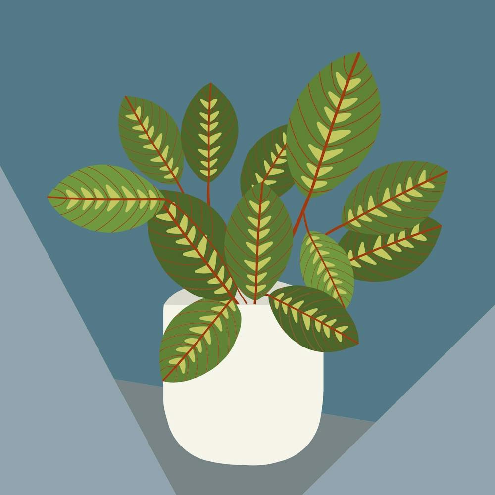 Plant