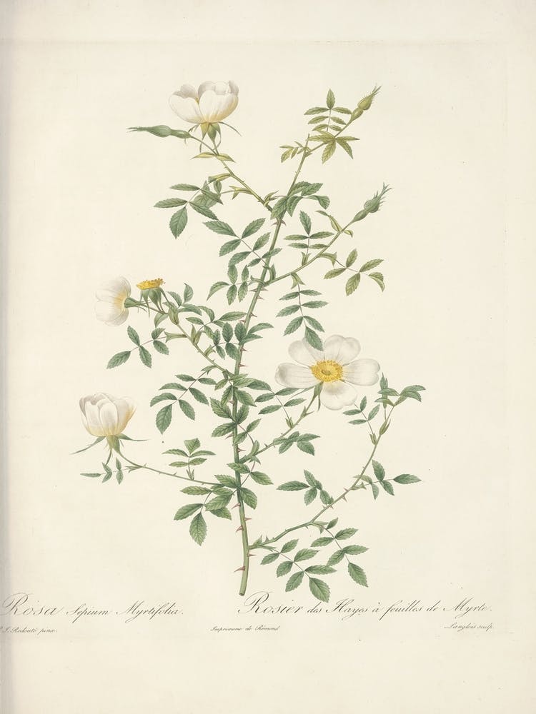 Rose Illustration, Pierre Joseph Redoute, Pierre Joseph Redoute(135)