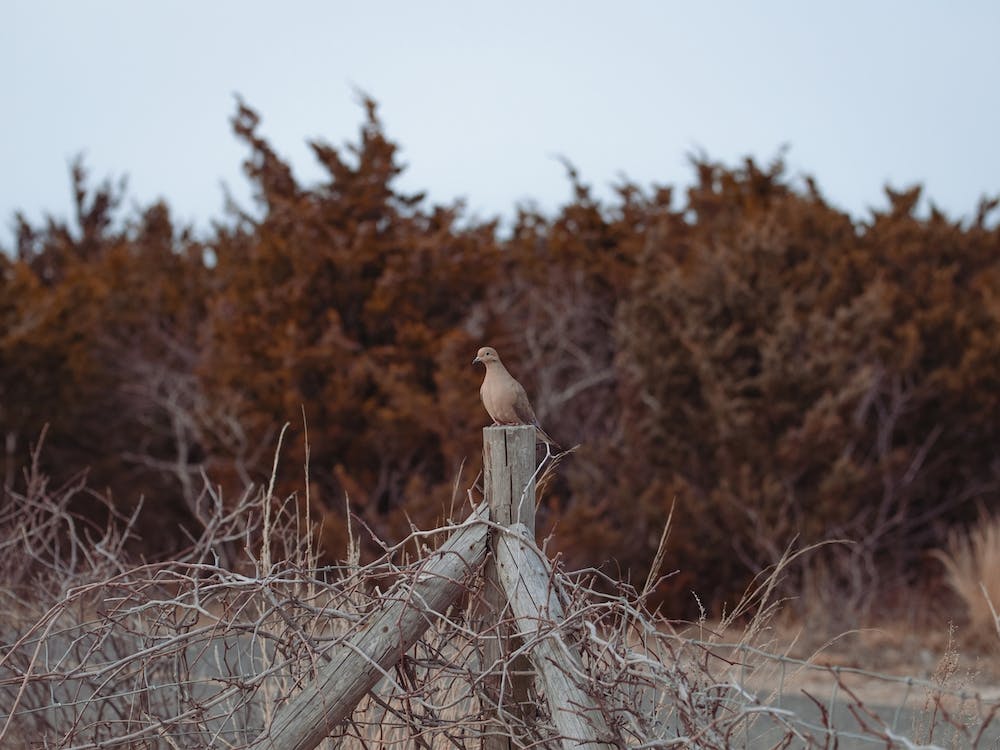 Mourning Dove On Fence Post