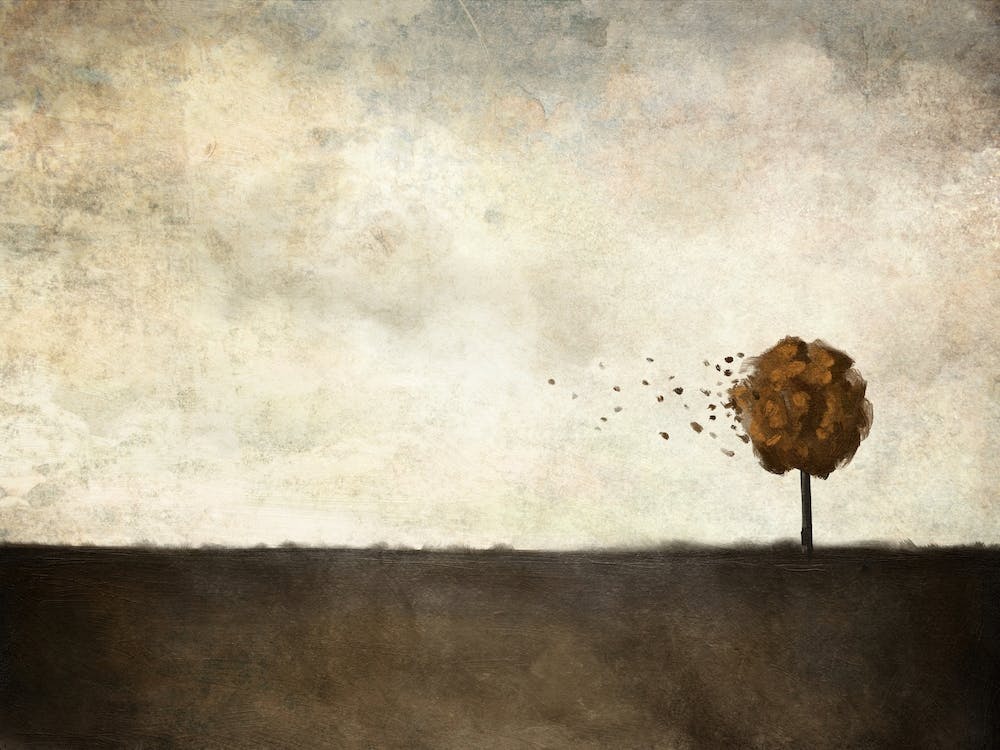 Tree In An Autumn Field