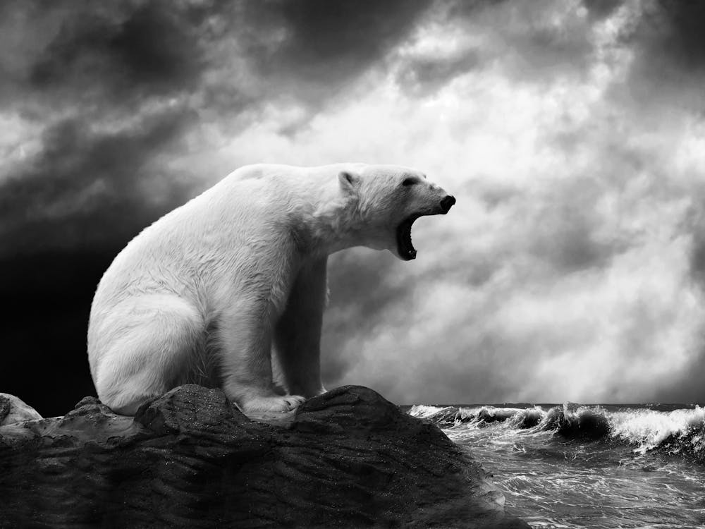 Polar Bear In The Storm