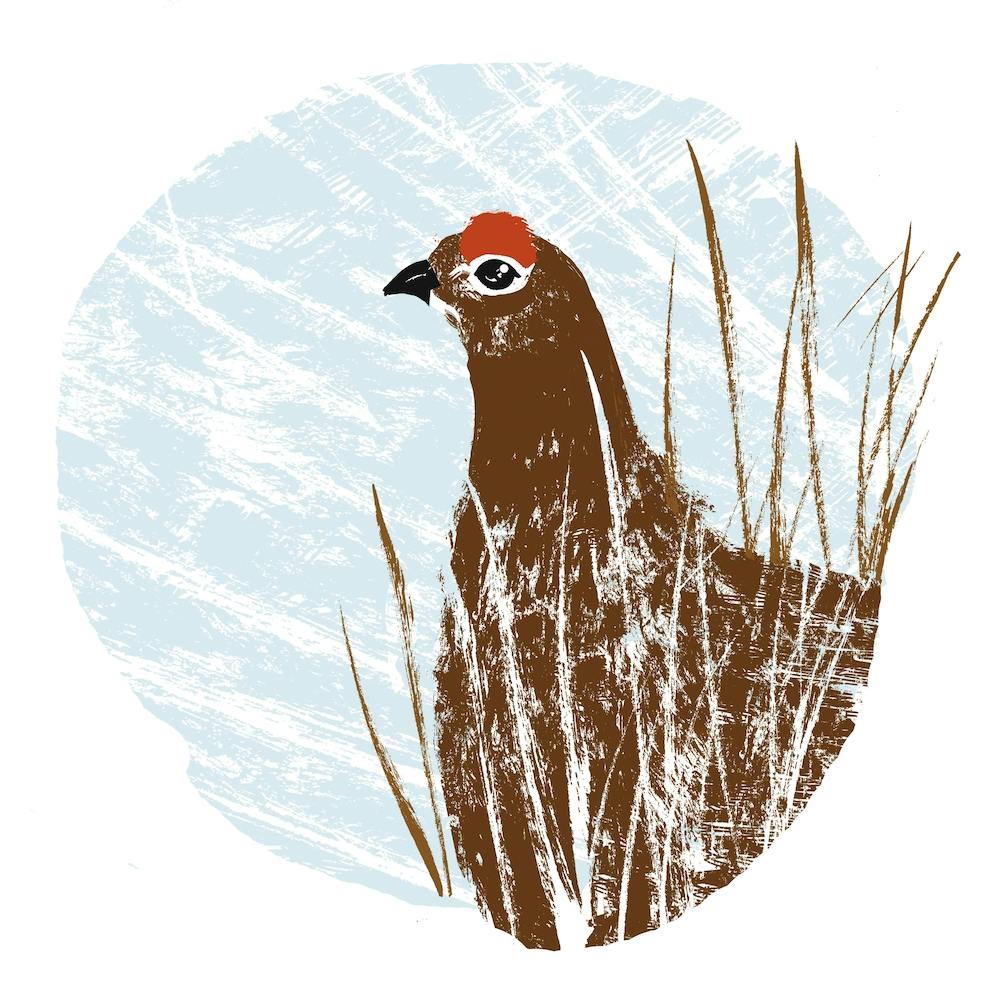 Red Grouse