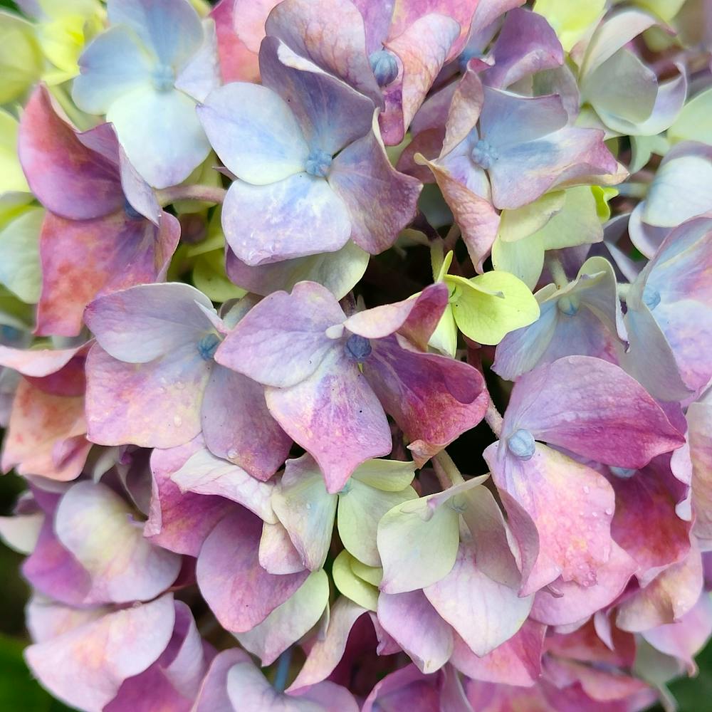 Hydrangea