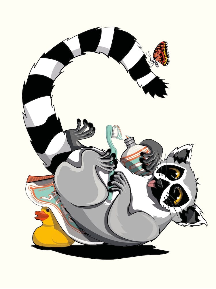 Ring Tailed Lemur Cleaning Teeth