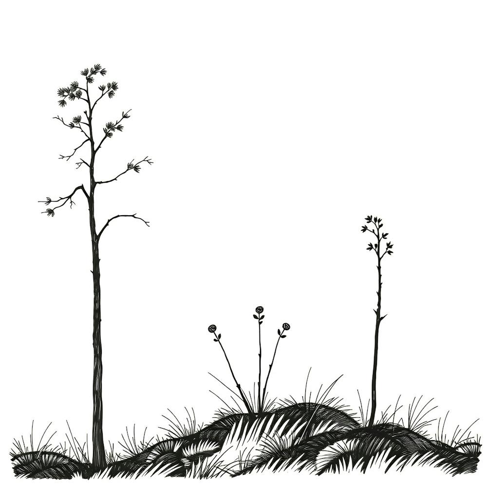 Three Trees On A Hill